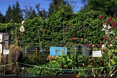 wedgwood school Garden